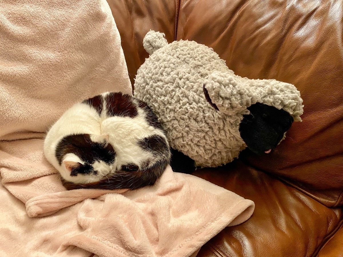 Black and white cat curled upon a blanket next to a fluffy toy sheep