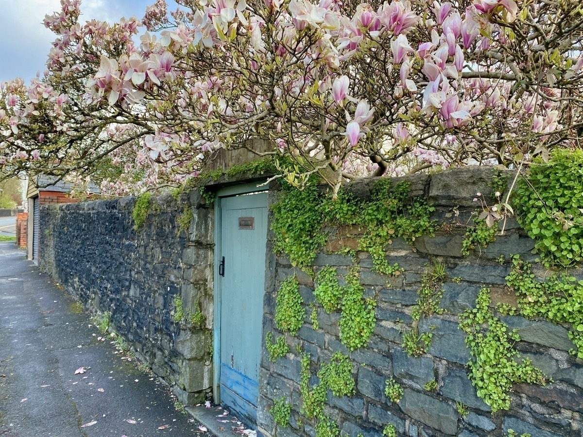 Flowering magnolia tree above a stone wall with painted wooden door