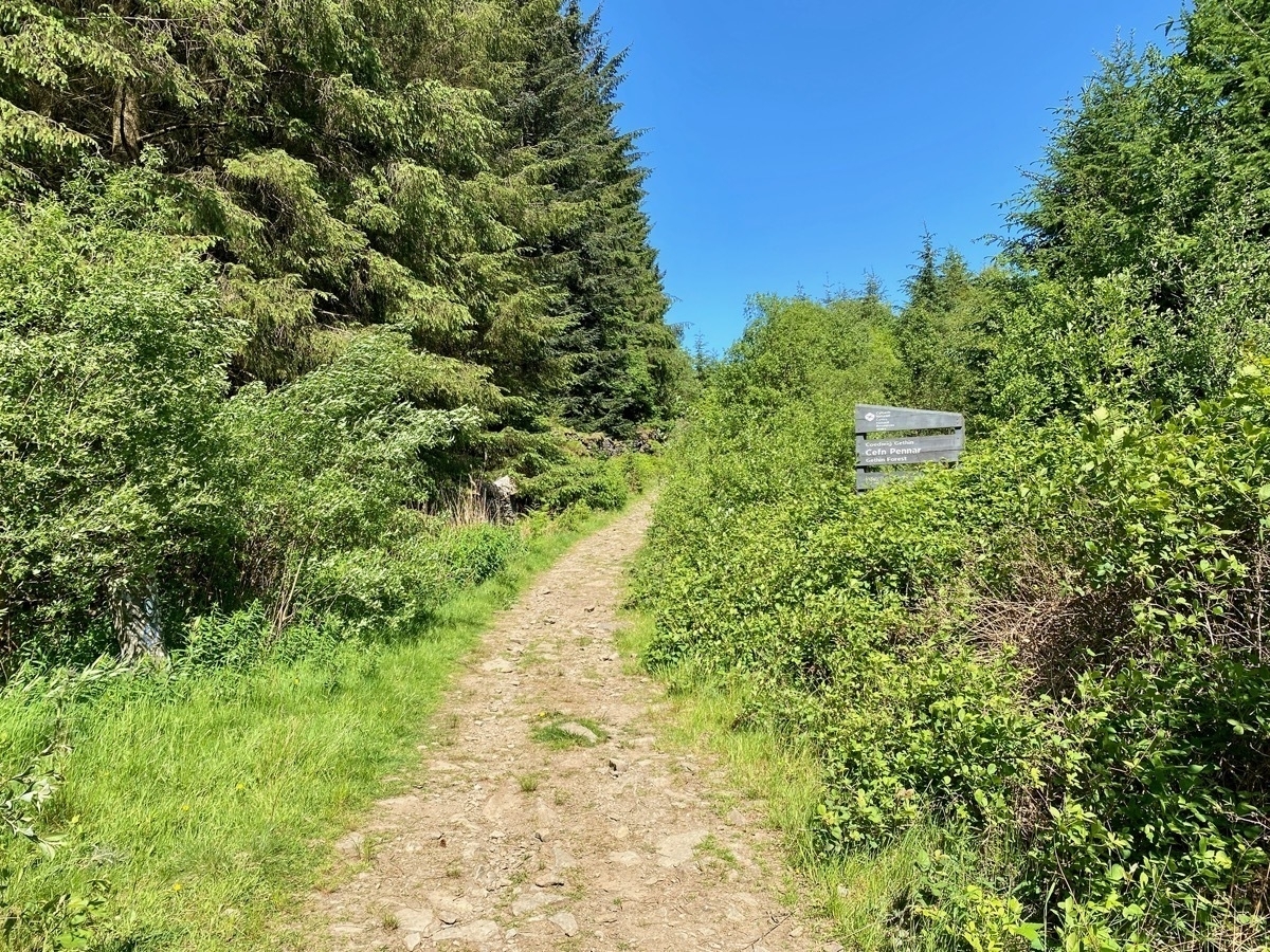 Path alongside conifer trees, sign reading Cefn Pennar Gethin Forest