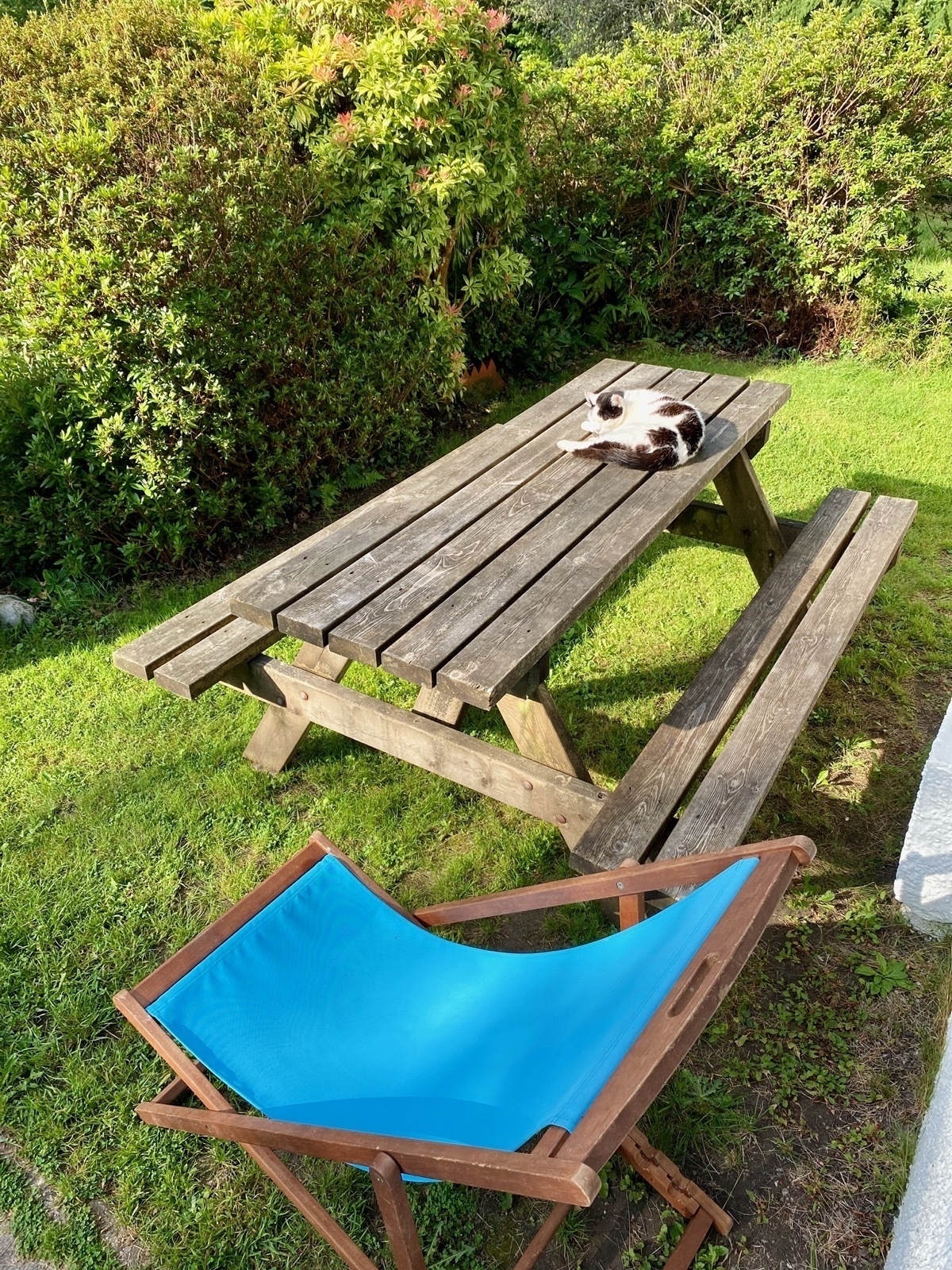 Early morning garden scene, sun shining on a cat sleeping on a wooden picnic bench next to a blue deckchair