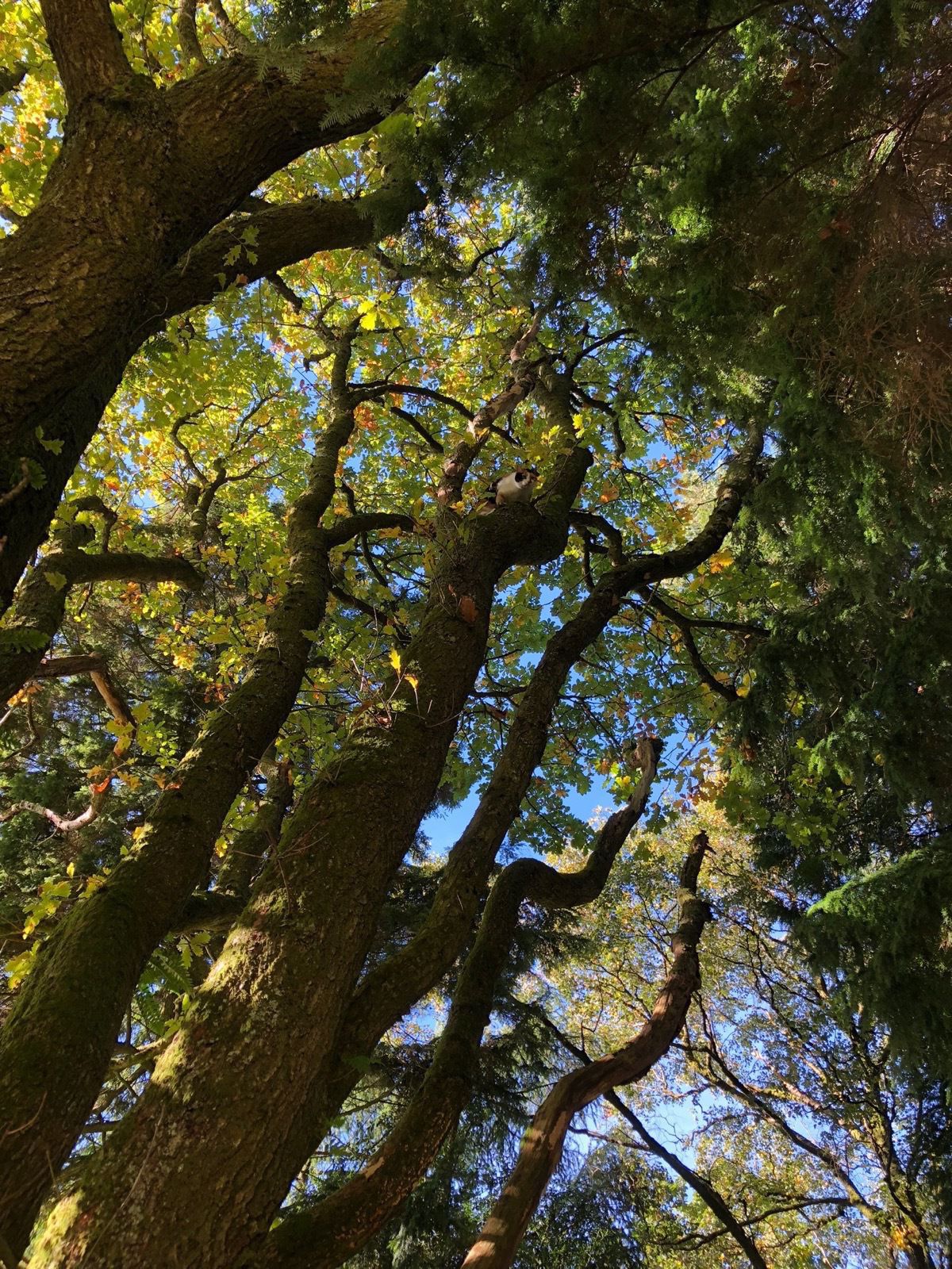 Clover in tree
