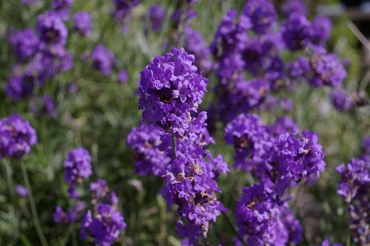 Common Lavender
