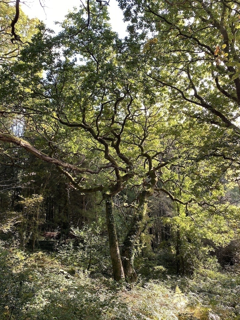 Trees in a wood with spreading branches