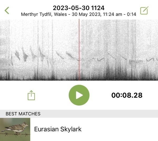 iPhone screenshot of Melin bird ID app showing skylark recording