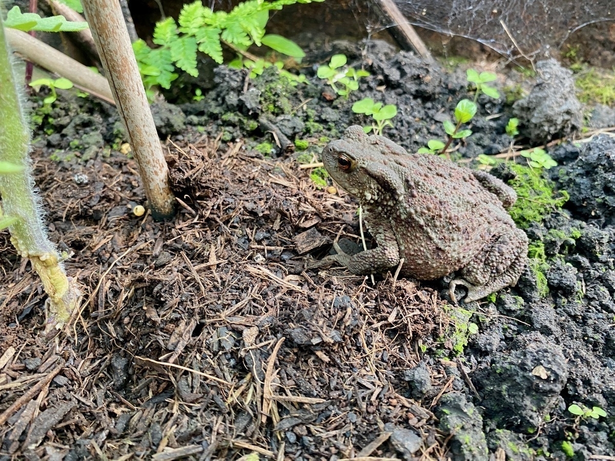 Common toad on soil next to the base of a plant