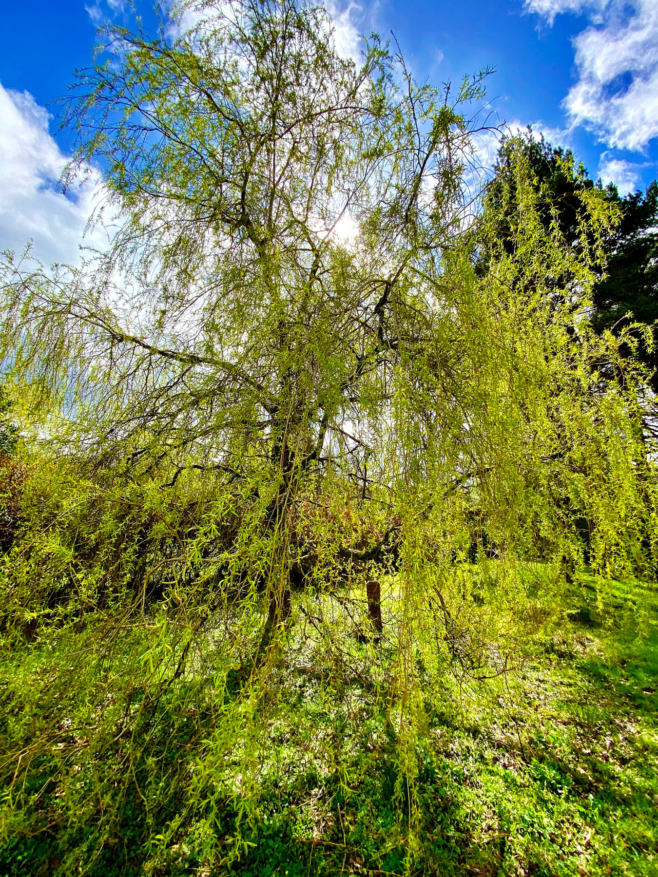 A lush, green weeping willow tree with delicate branches under a bright blue sky with fluffy white clouds.