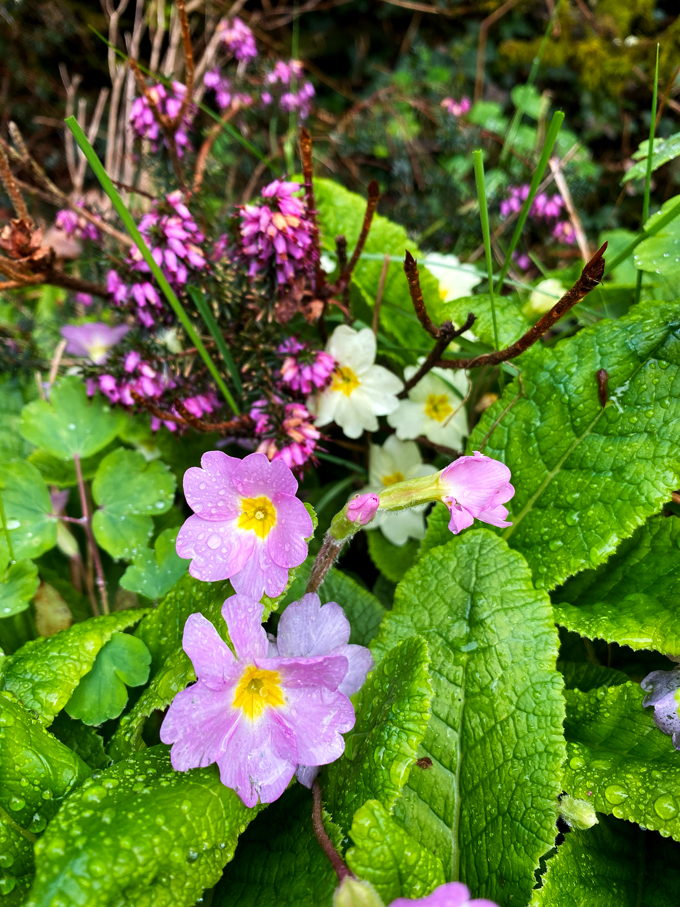 A variety of wildflowers with raindrops on their leaves and petals; prominent are pink primroses in the foreground amidst green foliage.