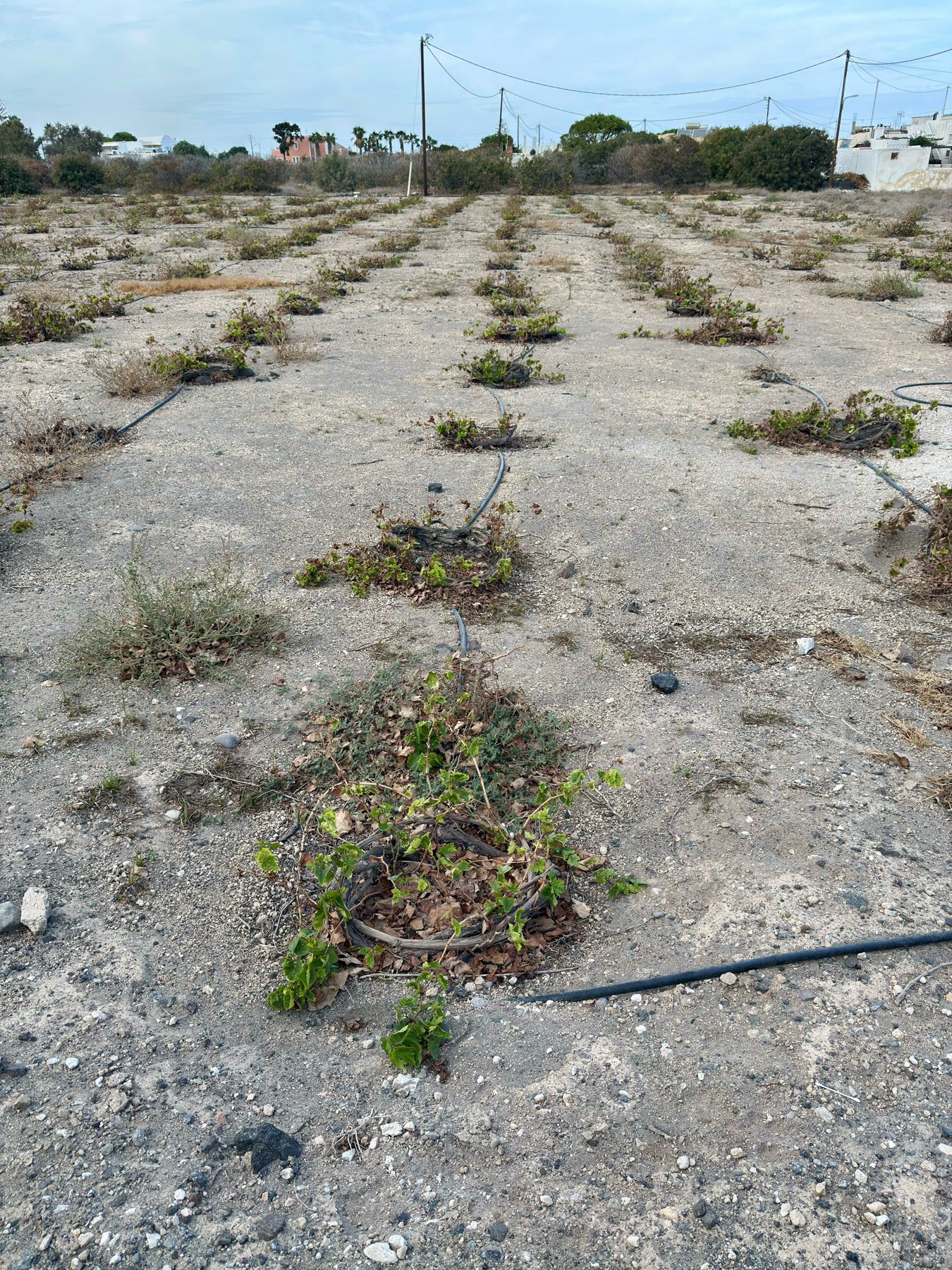 Auto-generated description: Rows of small plants are growing in a barren, rocky landscape with irrigation tubes laid out between them.