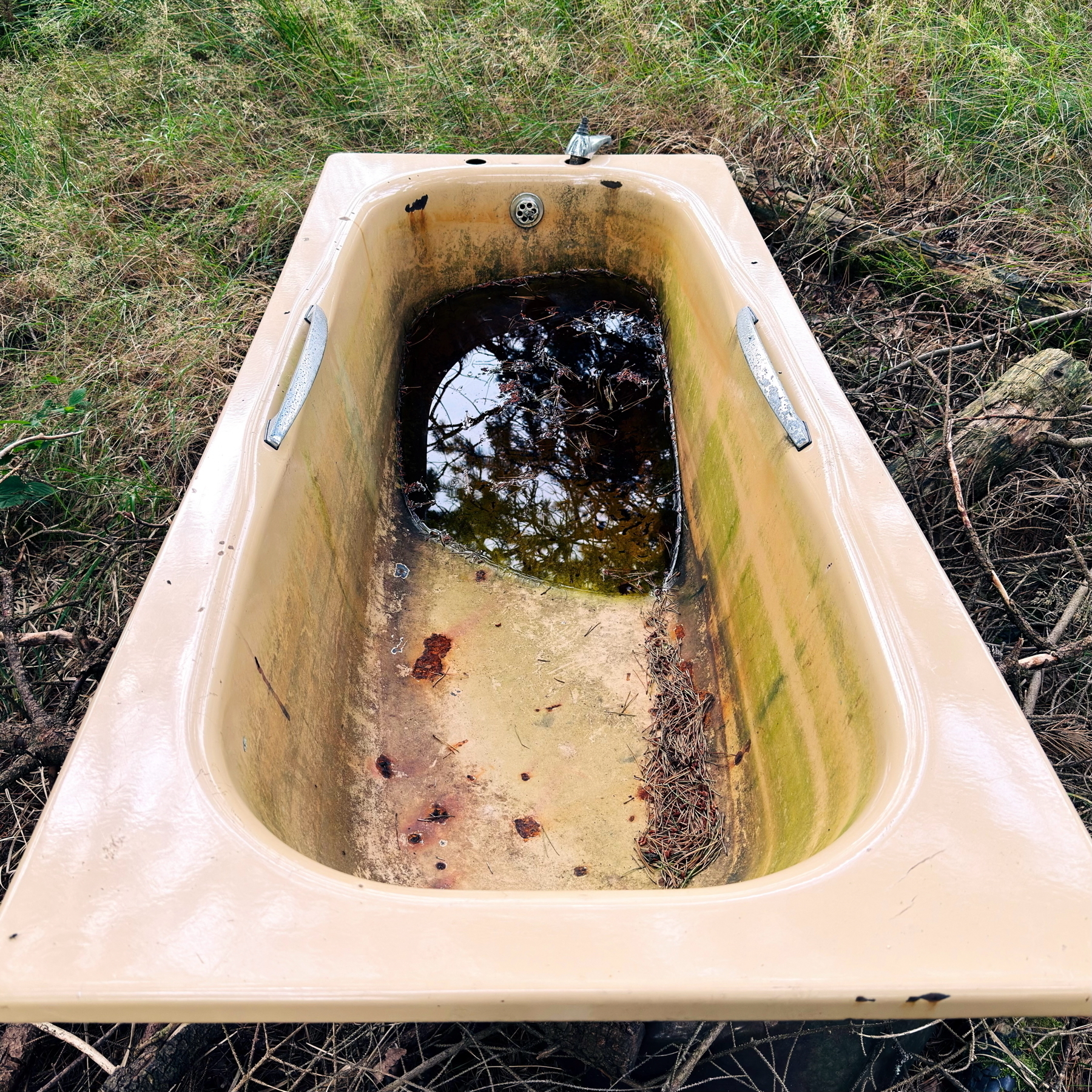 An old, beige bathtub placed outdoors, filled partially with dark, stagnant water. It has rust stains and debris like twigs and leaves, and is surrounded by grass and dry branches.
