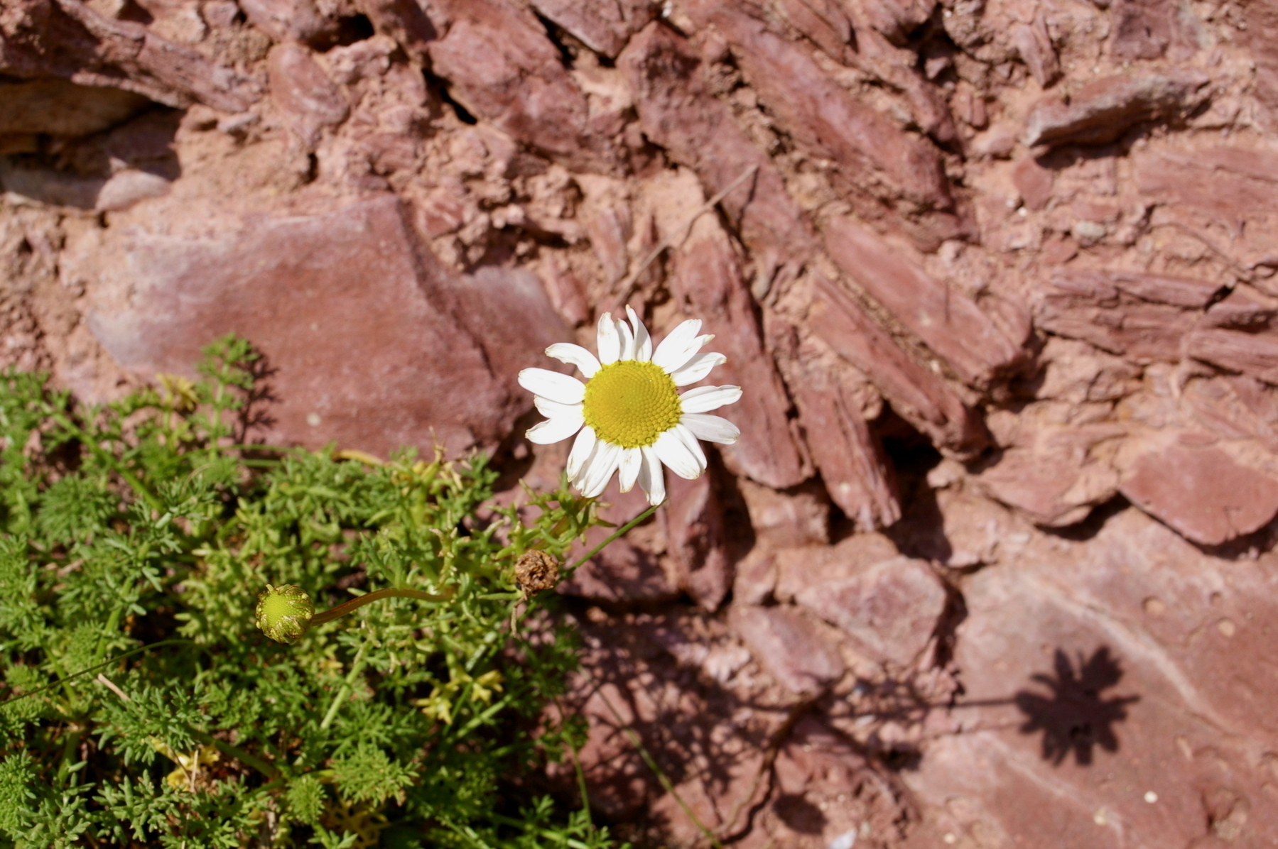 Auto-generated description: A single daisy flower grows amid green foliage against a textured, rocky background.