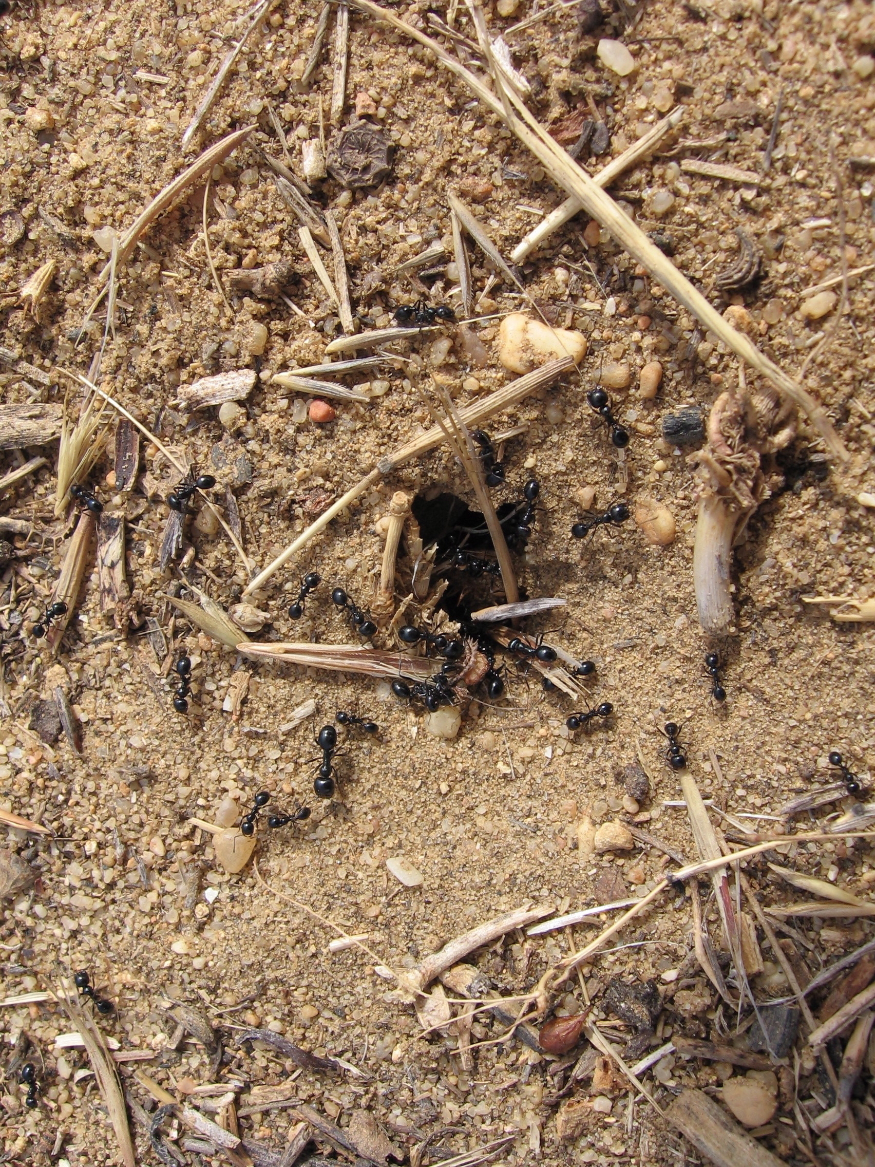 Auto-generated description: A colony of black ants is gathered around and entering a small hole in a sandy, twig-littered ground.