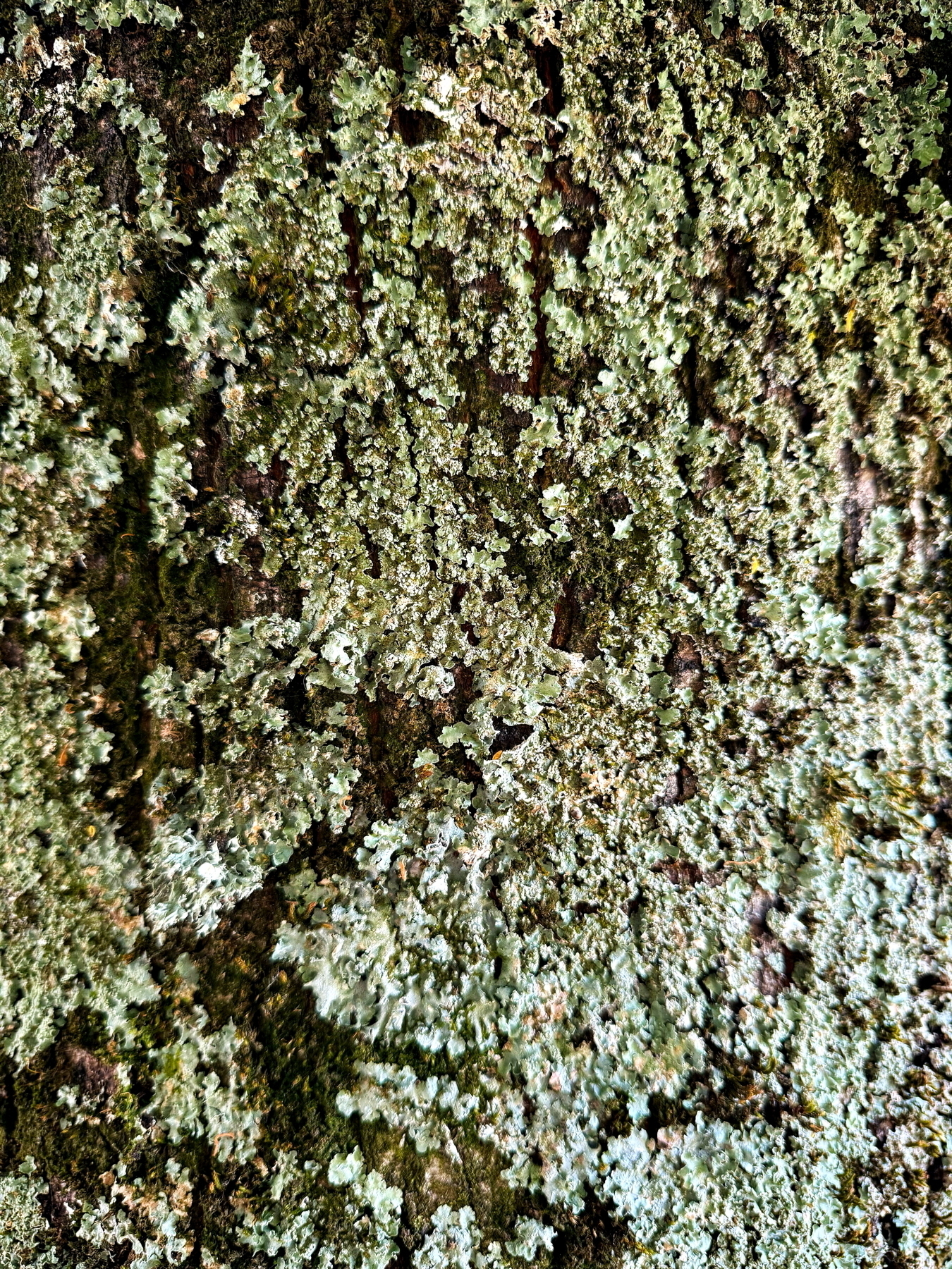 Auto-generated description: Green and mossy textured surface covers a natural outdoor environment.