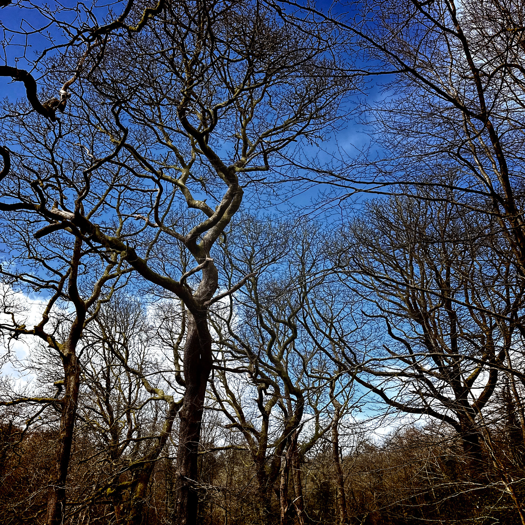 Auto-generated description: Bare tree branches twist and reach toward a partly cloudy blue sky.